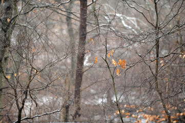 Bare tree branches with water droplets and dead leaves in an early winter storm
