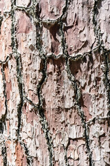 Natural background with the texture of the bark of a real tree.