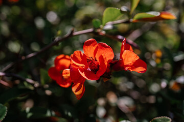 A branch of flowering chaenomeles in a Japanese garden in spring.