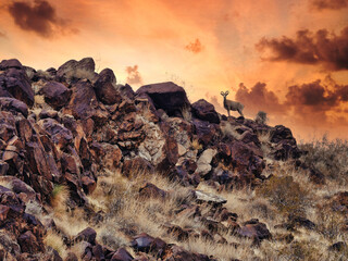Obraz premium Wild goat grazing on the mountain at south of Las Vegas
