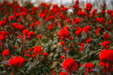 Flower Farm in Chiang Mai Province, Thailand