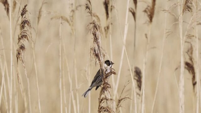 Black-Capped Chickadee  (Poecile Atricapillus) Perching On Stalk Of Wild Grasses During Summer. - Static Shot