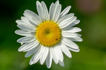 Chamomile flower (Matricaria recutita) also known as Camomile, blooming on a meadow in the springtime. Natural green background.