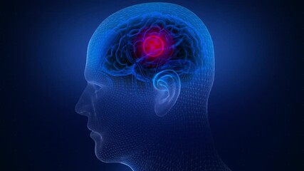 Human Brain Highlight Description CG Shot, It can be used as Brain functional Explanation in medical presentations, videos, projects, etc. - Powered by Adobe