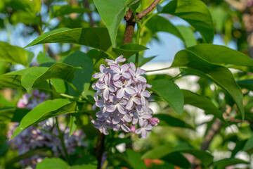 The common lilac (Syringa vulgaris), also known as the French lilac or simply the lilac. Blooming in the springtime.