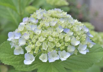 ネモフィラのような優しい雰囲気の淡い水色の紫陽花