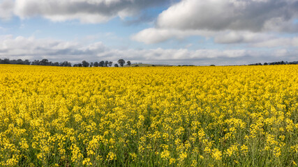 Canola field with trees & clouds in the background