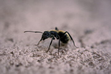 ant on the ground