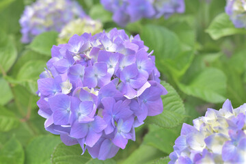 ピンクがかった明るい紫の紫陽花
