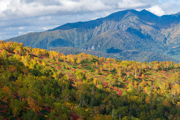 大雪山　銀泉台の紅葉とニセイカウシュッぺ山