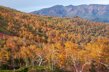 大雪山　銀泉台の紅葉とニセイカウシュッぺ山