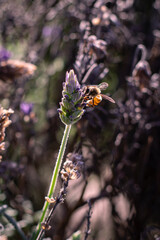 bee on a flower