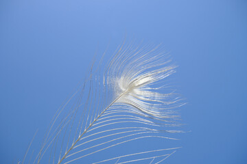 風に揺れる白い孔雀の羽のイメージ
