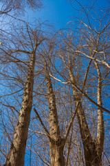 leafless trees