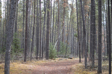 Fototapeta premium Snowy Forest