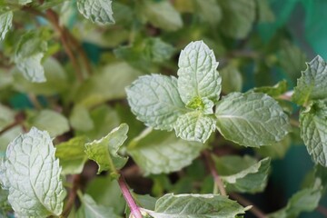 close up kitchen mint plants in nature garden