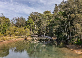 Fototapeta na wymiar Trees & reflections at Moonee Beach Creek, NSW, Australia