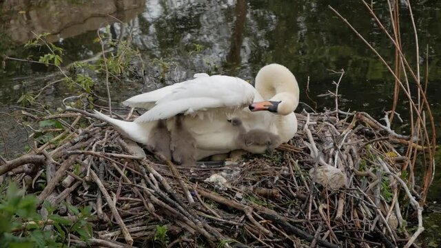 Closeup mother swan sitting in lake nest with young cygnet waterfowl bird