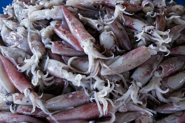 Fresh squid for sale in fish market, Kota Kinabalu, Sabah (Borneo), Malaysia