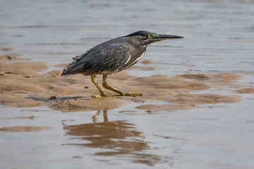 Striated Heron (Butorides striata) standing on sandy shore, looking for food - Moonee Beach, NSW, Australia