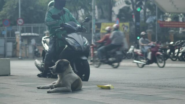 Baby dog resting on footpath beside a busy street in Ho Chi Minh City, Vietnam