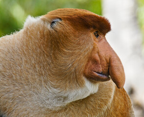 Naklejka premium Portrait of male proboscis (long-nosed) monkey, Sabah (Borneo), Malaysia