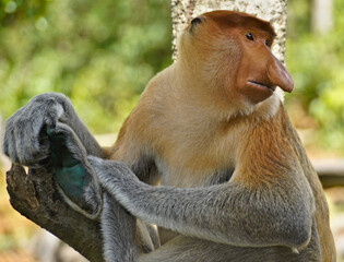 Portrait of male proboscis (long-nosed) monkey, Sabah (Borneo), Malaysia - obrazy, fototapety, plakaty