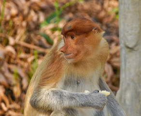 Portrait of young male proboscis (long-nosed) monkey eating, Sabah (Borneo), Malaysia