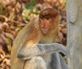 Portrait of young male proboscis (long-nosed) monkey, Sabah (Borneo), Malaysia