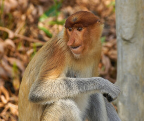 Portrait of young male proboscis (long-nosed) monkey, Sabah (Borneo), Malaysia