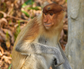 Portrait of young male proboscis (long-nosed) monkey, Sabah (Borneo), Malaysia