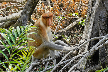 Male proboscis (long-nosed) monkey sitting on tree branch, Sabah (Borneo), Malaysia