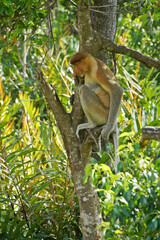 Male proboscis (long-nosed) monkey sitting in tree, Sabah (Borneo), Malaysia