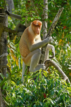 Male proboscis (long-nosed) monkey sitting in tree, Sabah (Borneo), Malaysia