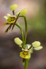 Fototapeta na wymiar Diuris abbreviata (Lemon Doubletail Orchid) - endemic to eastern Australia - Doyles River State Forest, NSW, Australia