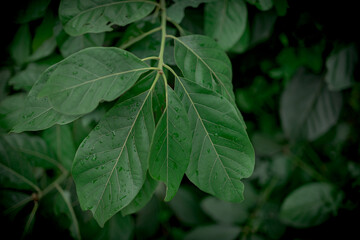 Fresh nature background concept, green leaf in forest with water droplets.