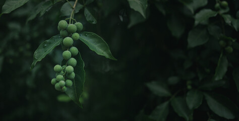 Fresh nature background concept, green forest fruit in the forest with water droplets.