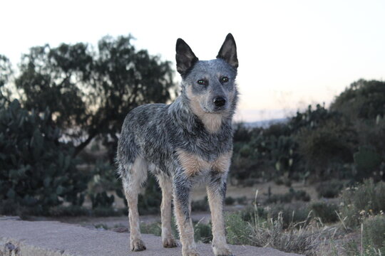 Australian cattle breed dog or Blue heeler portrait at nature