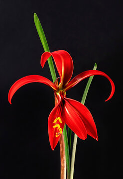 Aztec Lily (Sprekelia formosissima) on a black background - a dramatic little lily, native to the rocky hillsides of Southern Mexico & Guatemala