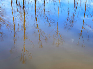 Water Tree Reflection