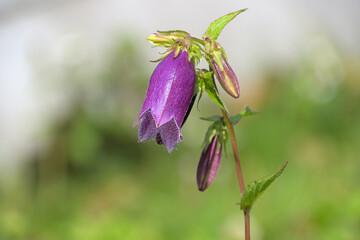 釣り鐘型の大きな花を咲かせたホタルブクロ