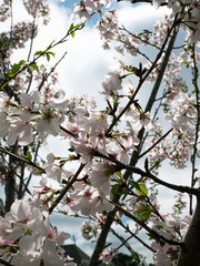 blooming tree