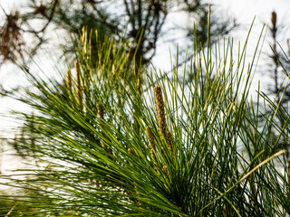 pine tree branches