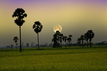 Obraz na płótnie Canvas Beautiful big full moon over rice field in the evening