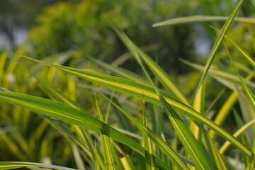 Grass,green