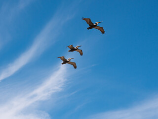Birds in flight