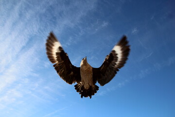 Plakat eagle in the sky