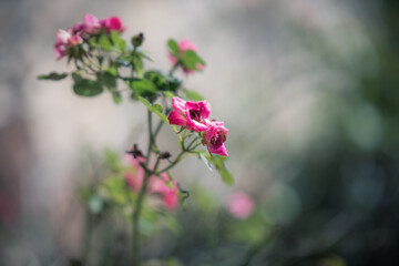 Pink flower in the garden in a cool image with selective focus and bokeh to blur background for very pretty rose bush blooming in the summer floral image.