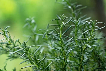 Papier Peint photo Herbe Close-up of rosemary growing outdoors..