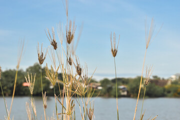 Grass flowers in the morning in front of landscape view